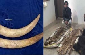 छत्तीसगढ़-बलरामपुर में तेंदुए-भालू की खाल और हाथी दांत की तस्करी, 5 तस्कर चढ़े उड़नदस्ता टीम के हत्थे