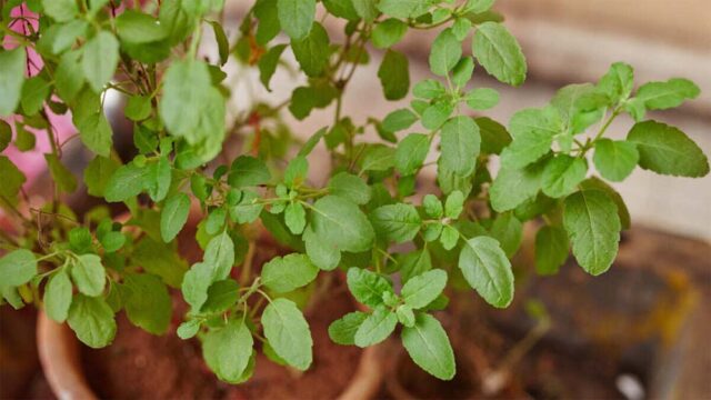tulsi-1.jpg