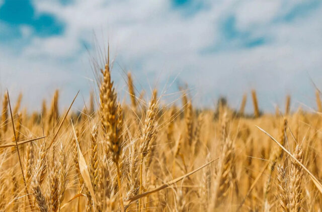 wheat_76_1-1.jpg