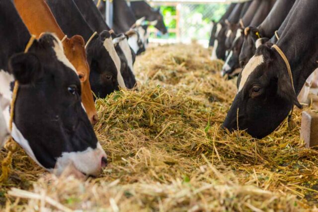 cow_cow_40_2.jpg