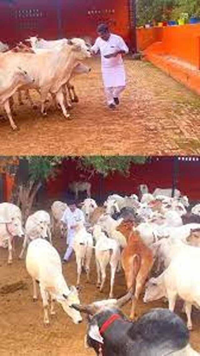 cow2.jpg