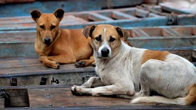 dog1-3.jpg