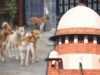 आवारा कुत्तों पर अदालत का कड़ा रुख, याचिकाकर्ता से पूछा—वीडियो दिखाकर बताएंगे क्या होती है मानवता?