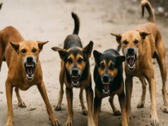 दिन में दो बार चिकन राइस: कर्नाटक में स्ट्रीट डॉग्स के लिए नया फीडिंग प्लान