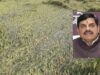 एमपी के 25 जिलों में बारिश से फसलें प्रभावित, सीएम मोहन ने दिए राहत उपायों के निर्देश