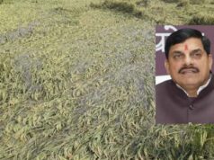 एमपी के 25 जिलों में बारिश से फसलें प्रभावित, सीएम मोहन ने दिए राहत उपायों के निर्देश