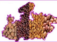 कृषि उत्पादन में मध्यप्रदेश ने मारी बाजी, खाद्यान्न, दलहन और तिलहन में पहला स्थान