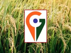 मध्य प्रदेश में अब तक केवल बालाघाट का ‘चिन्नौर’ धान और रीवा का ‘सुंदरजा’ आम को मिला जीआइ टैग