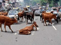विधानसभा में बड़ा ऐलान: 2 साल बाद मध्य प्रदेश में नहीं दिखेंगे आवारा पशु