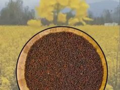 सरसों किसानों की बढ़ी उम्मीदें: भावांतर योजना में शामिल, कम कीमत का नुकसान भरेगी सरकार