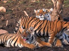 Bandhavgarh Tiger Reserve में बाघों की रहस्यमयी मौतें, 50% मामलों में समान कारण, हाईकोर्ट में सुनवाई