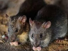 सावधान, अब चूहे मारने वाली दवा बेचना पड़ेगा महंगा, बिहार सरकार ने लगाया कड़ा प्रतिबंध