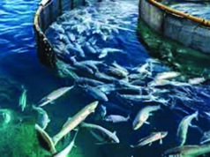 मत्स्य क्षेत्र में 30 कंपनियां करेंगी 1400 करोड़ रुपये से अधिक का निवेश