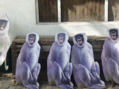 ‘चोर’ बंदरों से बचाने के लिए राष्ट्रपति मुर्मू का चश्मा, वृंदावन में लगाए जाएंगे लंगूरों के कटआउट