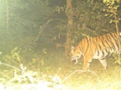 सीमा पर दहशत का बाघ: मवेशी पर झपटा, जान बचाने पेड़ पर चढ़े ग्रामीण