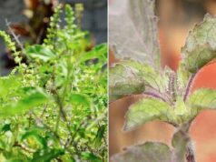 वास्तु के अनुसार रामा vs श्यामा तुलसी: घर के लिए कौन सी है सबसे लाभकारी?