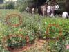 दुर्ग-बलरामपुर के बाद रायगढ़ में भी अफीम खेती का खुलासा, एक आरोपी गिरफ्तार