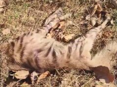 तंत्र की नाकामी: उपचार के अभाव में दम तोड़ गया लकड़बग्घा