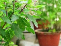 तुलसी के संग ये पौधे लगाते ही बदल जाएगा माहौल, नकारात्मक ऊर्जा होगी खत्म