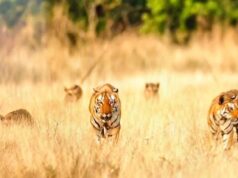 खिवनी अभयारण्य में बाघ परिवार का दुर्लभ दृश्य, सड़क पर निकले, टूरिस्ट की सांसें 20 मिनट तक थमी रहीं