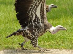 वीरांगना दुर्गावती टाइगर रिजर्व में गिद्धों की संख्या 951, सात प्रजातियों की पहचान, सर्वे में मिले अहम आंकड़े