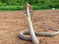 निर्माणाधीन घर में कोबरा मिलने से दहशत, रेस्क्यू कर जंगल में छोड़ा गया