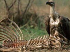 मध्यप्रदेश में गिद्धों का बढ़ता आंकड़ा, पन्ना और वन विहार में अलग-अलग प्रजातियां; सिर्फ एक दशक में दोगुना