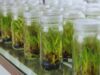 टिश्यू कल्चर लैब पर किसानों-उद्यमियों को सरकार देगी 50% अनुदान