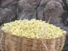 आदि परब में छाया जशप्योर स्टॉल: महुआ की खासियत ने बटोरी सराहना