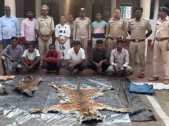Wildlife Crime: डिप्टी रेंजर की साजिश का खुलासा, बाघ और तेंदुए के शिकार के बाद खाल बेचने जाते पकड़ा गया