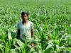 धान के बजाय मक्का से बढ़ा मुनाफा : किसान मालती मोहन बने उन्नत खेती की मिसाल किसान मालती मोहन