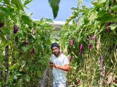 खेती की आधुनिक पद्धति, ड्रिप, स्प्रिंकलर से सब्जी उत्पादन में मिली बड़ी सफलता