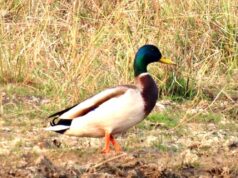 विदेशी मेहमानों ने बढ़ाई गिधवा टैंक की शान, मल्लार्ड के आगमन से खिला पर्यटन