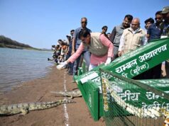 कूनो बना वाइल्डलाइफ हॉटस्पॉट: 53 घड़ियाल छोड़े गए, पर्यटन को मिलेगा बूस्ट