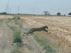 खेत में घुसा तेंदुआ हुआ बेकाबू, दौड़ते हुए पुलिसकर्मी पर हमला, मचा हड़कंप