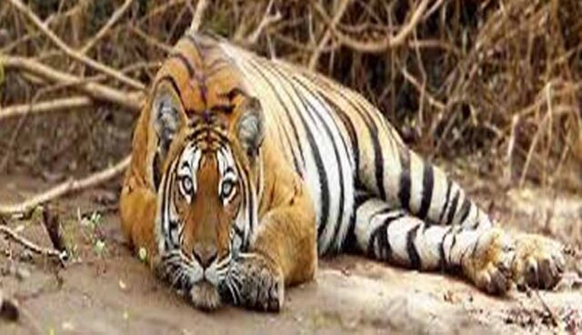 Tiger_01-1.jpg