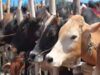 प्रयागराज में पशुओं को मिलेगा 12 अंकों का यूनिक आधार, स्वास्थ्य रिकार्ड होगा पोर्टल पर
