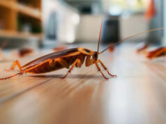 बिना पेस्ट कंट्रोल किचन से कॉकरोच कैसे भगाएं