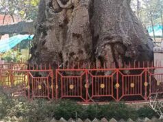 महाभारत कालीन पारिजात वृक्ष हुआ बीमार: यूपी में वैज्ञानिकों की टीम कर रही उपचार