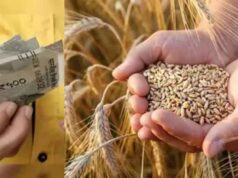 किसानों के लिए खुशखबरी! 2585 रुपये प्रति क्विंटल गेहूं खरीदेगी सरकार, ये काम करना होगा अनिवार्य