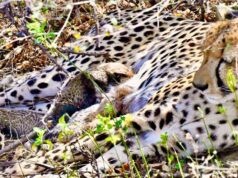 कूनो ने फिर दिखाई उम्मीद की किरण, चीता गामिनी ने 4 स्वस्थ शावकों को दिया जन्म