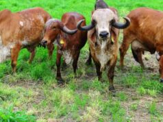 देसी पशुओं को राष्ट्रीय पहचान दिलाने की तैयारी, किसानों की आय बढ़ाने पर फोकस