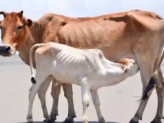 डेयरी सेक्टर में बदलाव,आईटी लैब से गाय-भैंस की जल्दी प्रेग्नेंसी टेस्टिंग