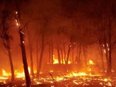 मध्य प्रदेश के जंगलों में आग का तांडव, 60 स्थानों पर जल रही आग, अमरकंटक के बाद इन शहरों पर खतरा