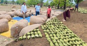 हरा सोना संग्राहकों के लिए बड़ी राहत, आय बढ़ाने की दिशा में 920 करोड़ रुपए का संभावित भुगतान