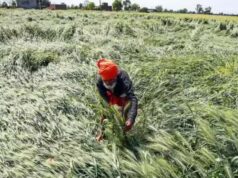 मौसम बारिश से जूझते गेहूं किसानों को डबल इंजन सरकार से मिली बड़ी राहत