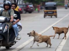 स्ट्रीट डॉग्स का बढ़ता आतंक, गर्मी में होते हैं आक्रामक; सतना में 3 घंटे में 40 लोगों को काटा