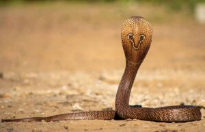 गर्मी में घर में सांप आने का कारण और वास्तु शास्त्र के अनुसार इसके संकेत