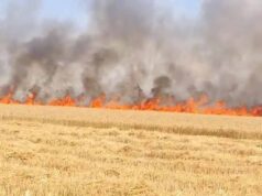 कटाई के बाद खलिहान में रखी फसल जली, किसान विजय कुमार मेहता को भारी नुकसान