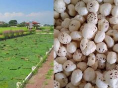 मखाना खेती पर सरकार मेहरबान, अररिया के किसानों को 75 फीसदी तक अनुदान
